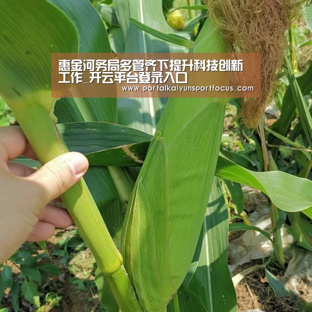 开云官方登录